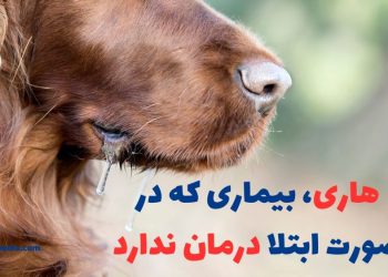 بیماری هاری ، بیماری که در صورت ابتلا درمان ندارد