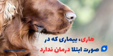 بیماری هاری ، بیماری که در صورت ابتلا درمان ندارد