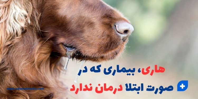 هاری | بیماری که در صورت ابتلا درمان ندارد 1 بیماری هاری ، بیماری که در صورت ابتلا درمان ندارد