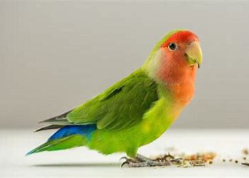 همه چیز درمورد نگهداری مرغ عشق [ تغذیه و درمان ] + جفت گیری - تصویر 1