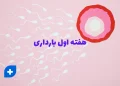 هفته اول بارداری