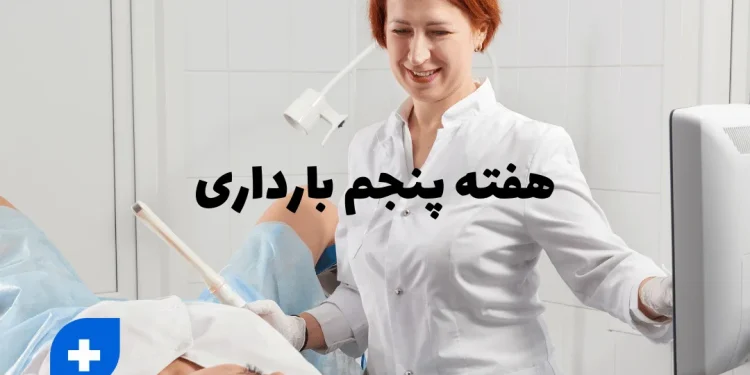 دانستنی ها و مراقبت های هفته پنجم بارداری (هفته 5 بارداری) 1 هفته پنجم بارداری