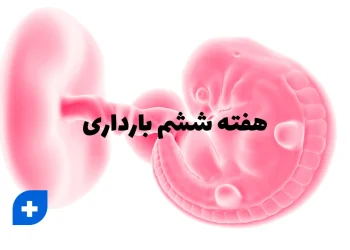 هفته ششم بارداری