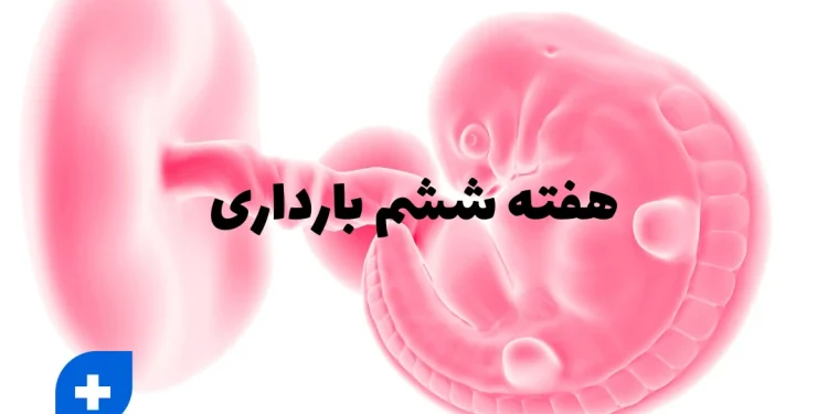 هفته ششم بارداری