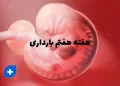 دانستنی ها و مراقبت های هفته هفتم بارداری (هفته 7 بارداری) 4 هفته هفتم بارداری
