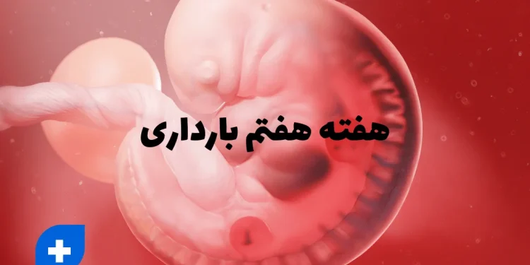 دانستنی ها و مراقبت های هفته هفتم بارداری (هفته 7 بارداری) 1 هفته هفتم بارداری