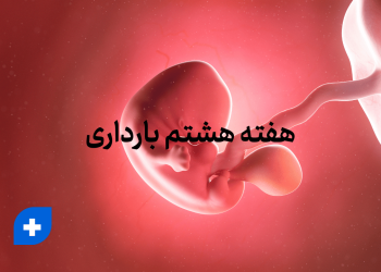 هفته هشتم بارداری