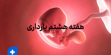 هفته هشتم بارداری