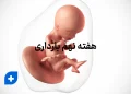 مراقبت ها و دانستنی های هفته نهم بارداری (هفته 9 باردرای) 19 هفته نهم بارداری