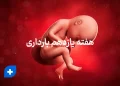 دانستنی ها و مراقبت های هفته یازدهم بارداری (هفته 11 بارداری) 10 هفته یازدهم بارداری