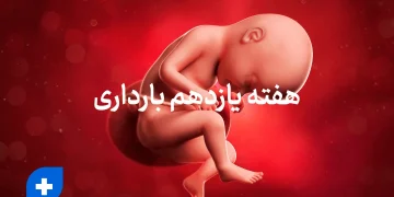 هفته یازدهم بارداری