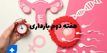 هفته دوم بارداری