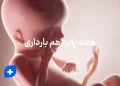 دانستنی ها و مراقبت های هفته پانزدهم بارداری(هفته 15 بارداری) 9 هفته پانزدهم بارداری