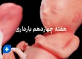 مراقبت ها و دانستنی های هفته چهاردهم بارداری (هفته 14 بارداری) 7 هفته چهاردهم بارداری