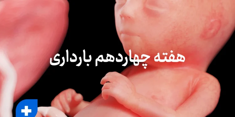 مراقبت ها و دانستنی های هفته چهاردهم بارداری (هفته 14 بارداری) 1 هفته چهاردهم بارداری