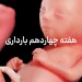مراقبت ها و دانستنی های هفته چهاردهم بارداری (هفته 14 بارداری) 5 هفته چهاردهم بارداری