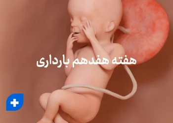 هفته هفدهم بارداری