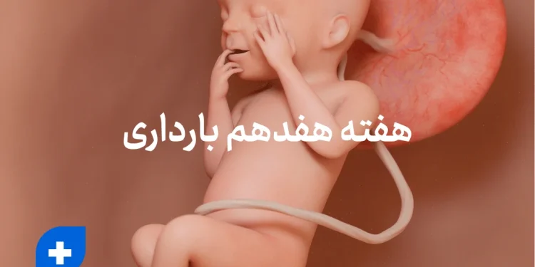 دانستنی ها و مراقبت های هفته هفدهم بارداری (هفته 17 بارداری) 1 هفته هفدهم بارداری