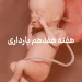 دانستنی ها و مراقبت های هفته هفدهم بارداری (هفته 17 بارداری) 12 هفته هفدهم بارداری