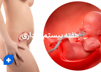 هفته بیستم بارداری