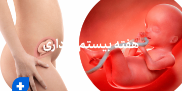هفته بیستم بارداری