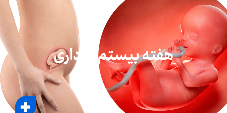 دانستنی ها و مراقبت های هفته بیستم بارداری (هفته 20 باداری) 1 هفته بیستم بارداری
