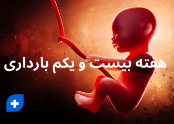 هفته بیست و یکم بارداری