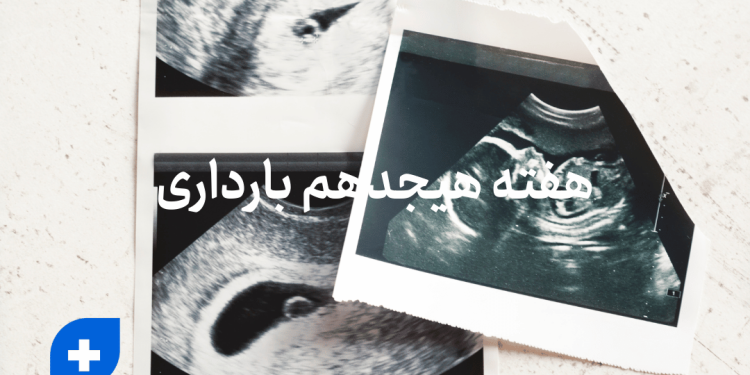 دانستنی ها و مراقبت های هفته هجدهم بارداری (هفته 18 بارداری) 1 هفته هجدهم بارداری