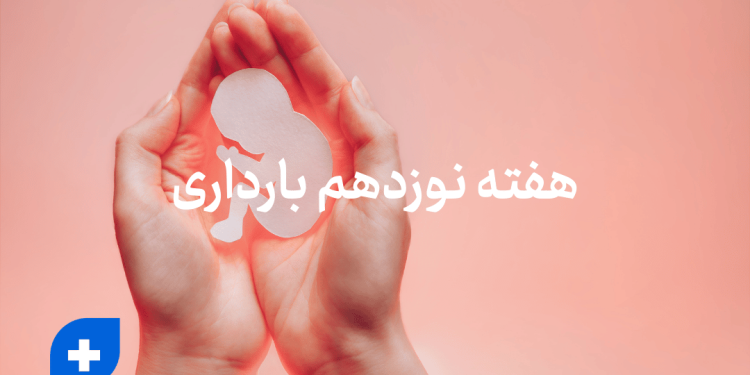 دانستنی ها و مراقبت های هفته نوزدهم بارداری (هفته 19 بارداری) 1 هفته نوزدهم بارداری