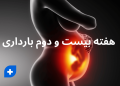 هفته بیست و دوم بارداری