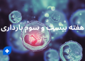هفته بیست و سوم بارداری