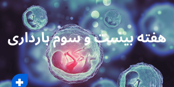 هفته بیست و سوم بارداری