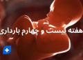 هفته بیست و چهارم بارداری