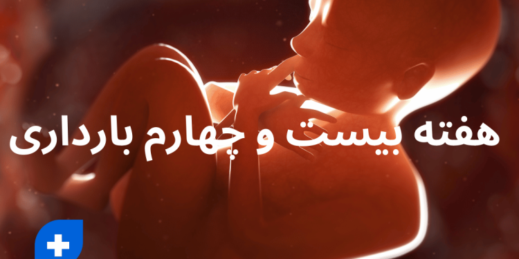دانستنی ها و مراقبت های هفته بیست و چهارم بارداری (هفته 24 بارداری) 1 هفته بیست و چهارم بارداری
