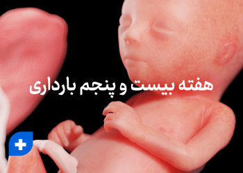 هفته بیست و پنجم بارداری