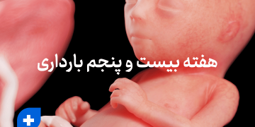 هفته بیست و پنجم بارداری