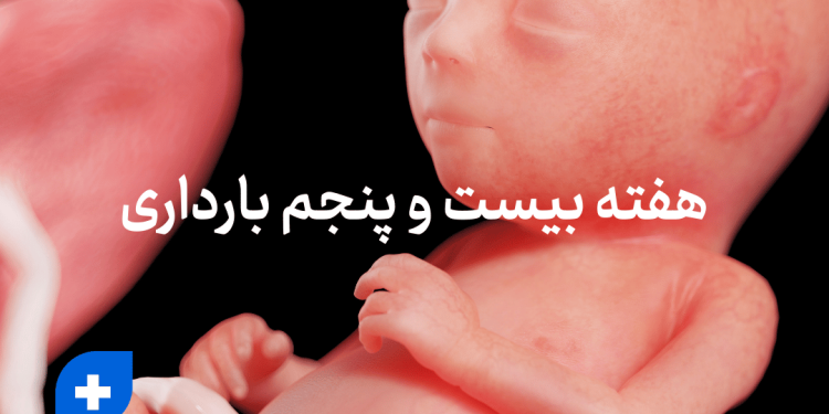 دانستنی ها و مراقبت های هفته بیست و پنجم بارداری (هفته 25 بارداری) 1 هفته بیست و پنجم بارداری