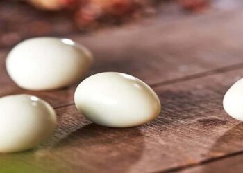 مواد غذایی پروتئین دار